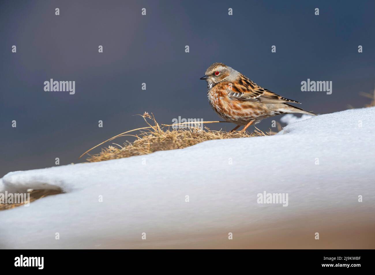 Chopta, Uttarakhand, Inde, Accentor Altai, Prunella himalayana Banque D'Images