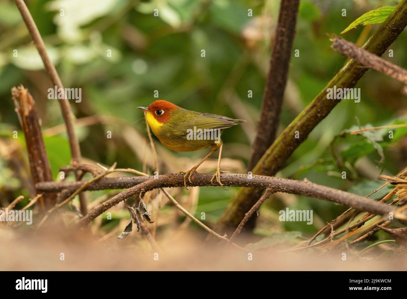 Chopta, Uttarakhand, Inde, tesia à tête de châtaigne, Cettia castaneocoronata Banque D'Images