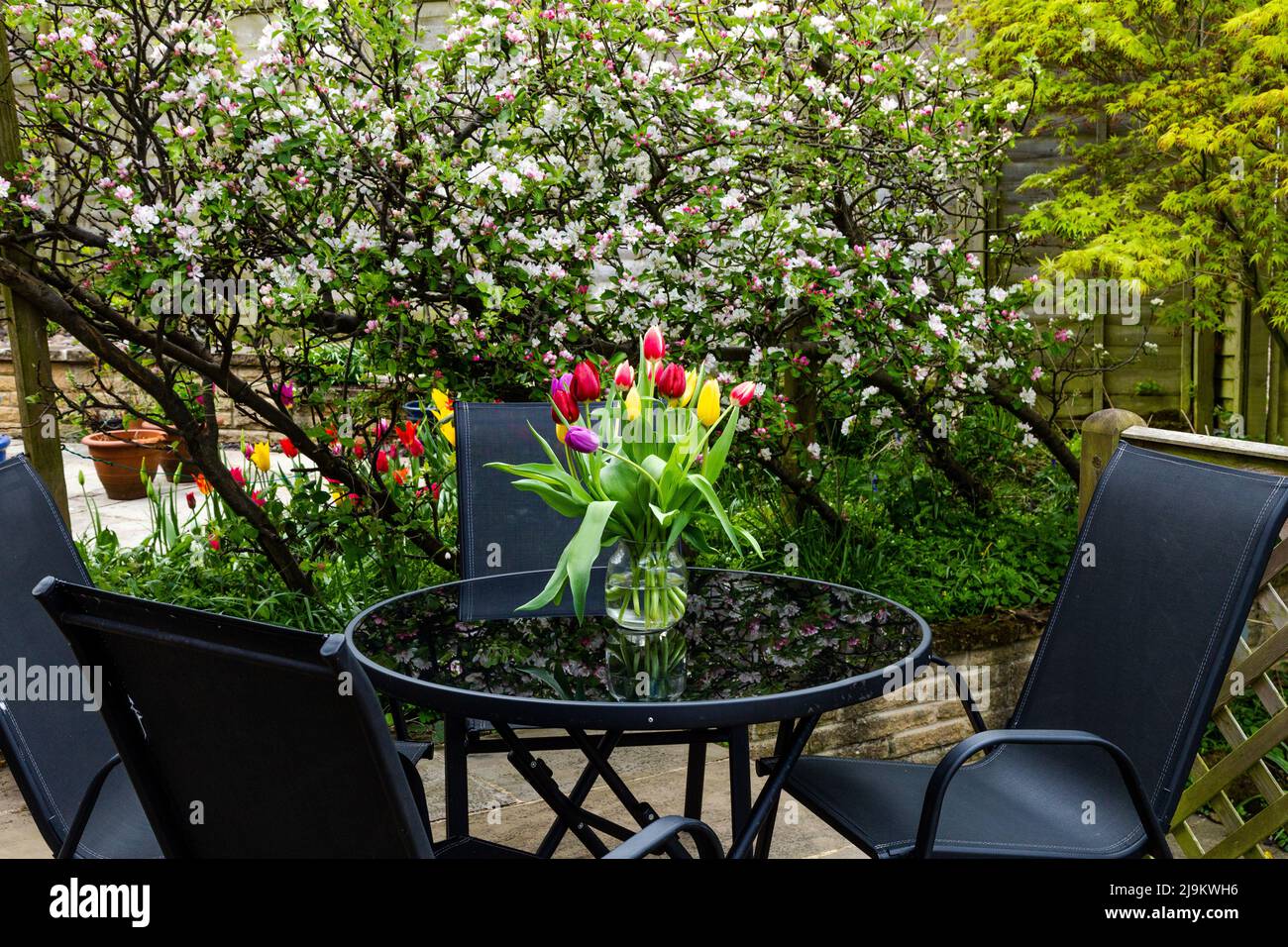 Un jardin anglais au printemps. Un vase de tulipes est exposé sur la table de jardin en verre. Les pommiers en fleur sont en arrière-plan. Banque D'Images