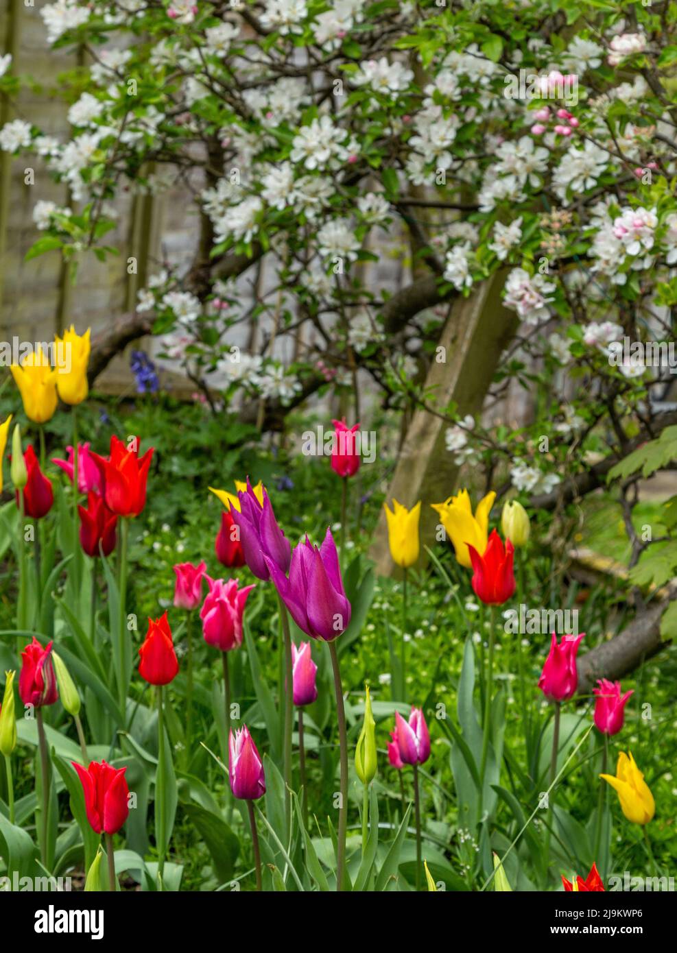 Mélange de fleurs de tulipe sous les pommiers dans un jardin du Yorkshire. Banque D'Images