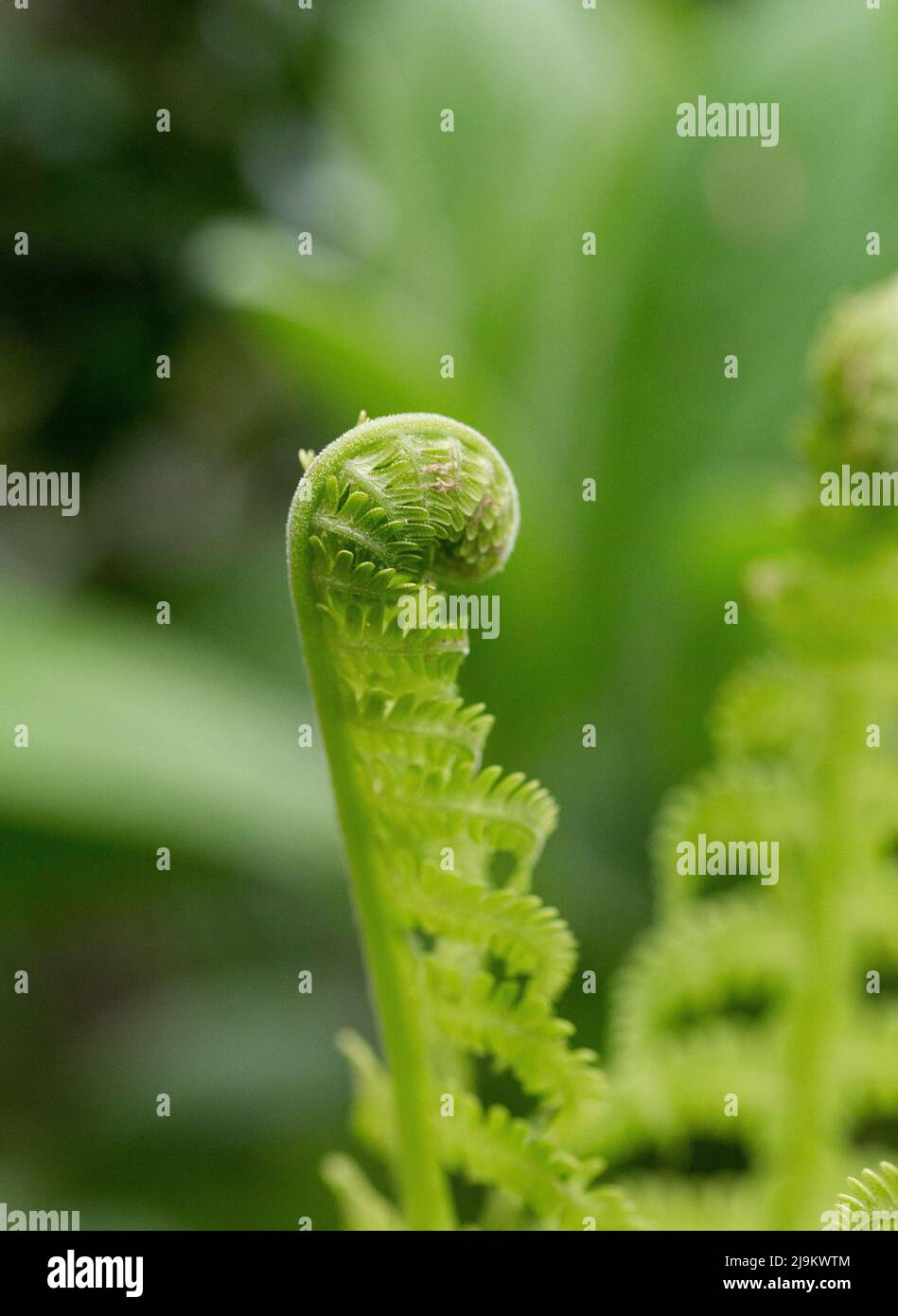 Un renflement de la feuille de fougères. Banque D'Images