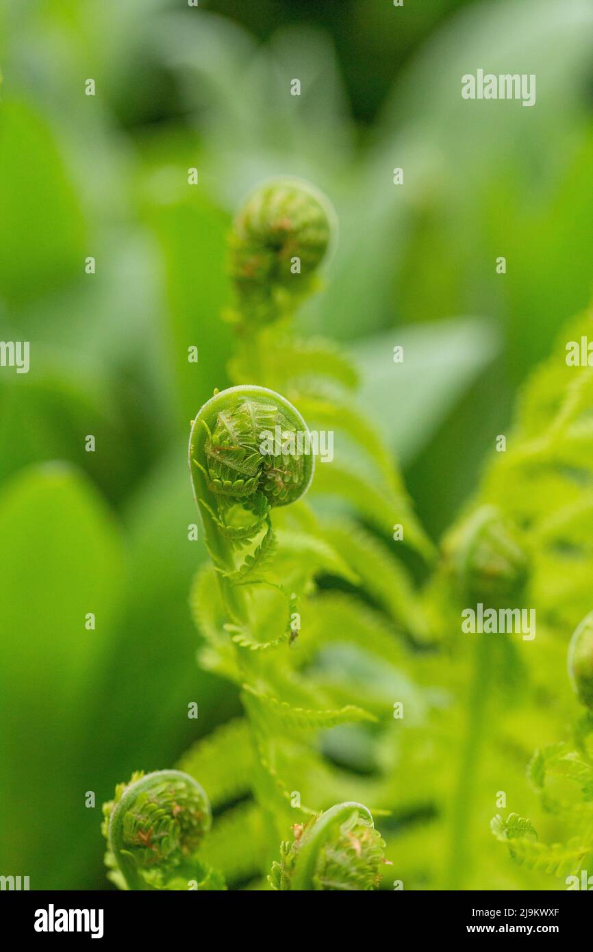 Un renflement de la feuille de fougères. Banque D'Images