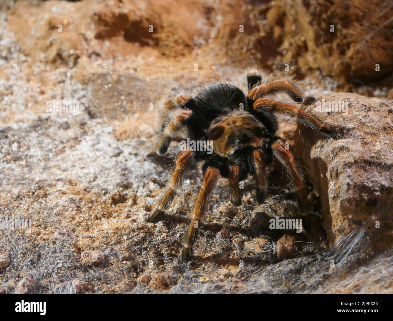 tarantula ã pattes rouges mexicaine : le tarantula Ã pattes rouges mexicain (Brachypelma emilia) est une espèce de tarantula terrestre étroitement liée au Th Banque D'Images