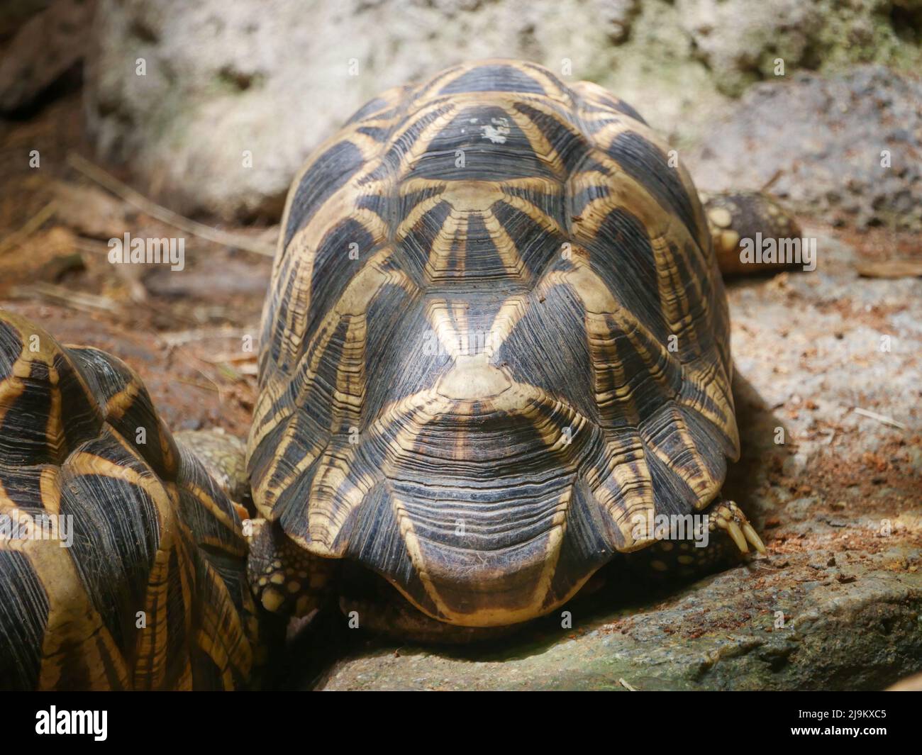 Tortue birmane étoilée Banque de photographies et d’images à haute