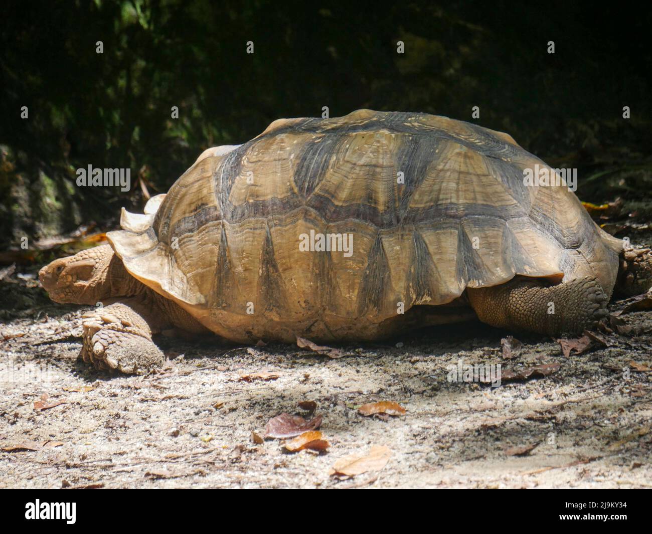 Les tortues géantes sont l'une des espèces de différentes tortues terrestres de grande taille. Les tortues géantes sont parmi les animaux les plus vivants au monde, avec un castor Banque D'Images Les tortues géantes sont l'une des espèces de différentes tortues terrestres de grande taille. Les tortues géantes sont parmi les animaux les plus vivants au monde, avec un castor Banque D'Images