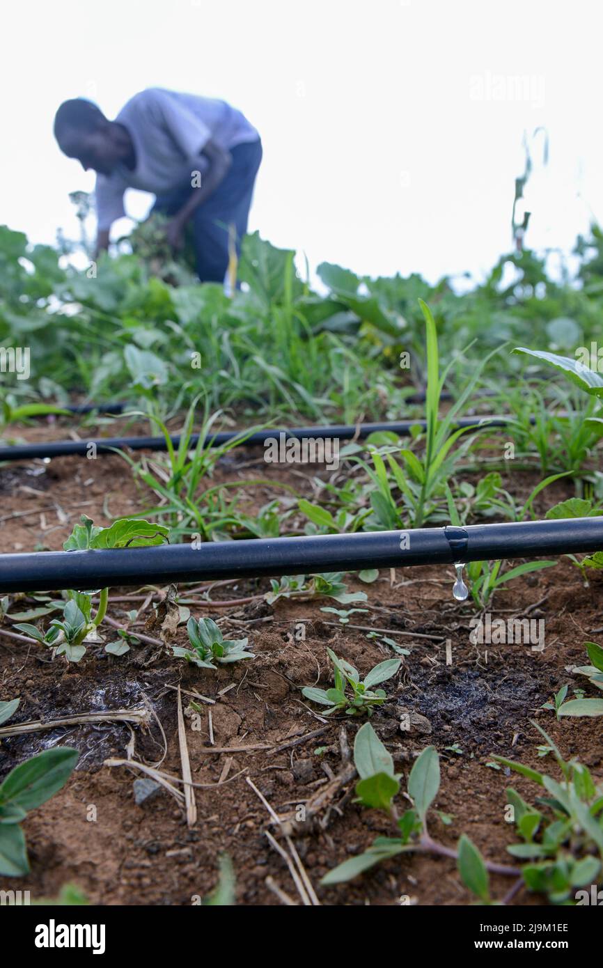 KENYA, Eldoret, agriculteur utilise une pompe solaire pour l'irrigation goutte à goutte des légumes Banque D'Images