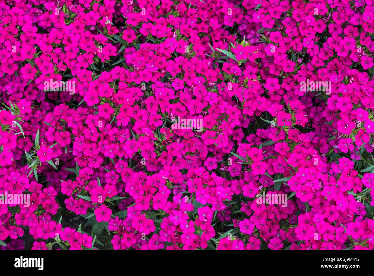 Grappes aplaties de Sweet William rose profond également Dianthus barbatus planté comme couverture de terre dans un jardin. Banque D'Images