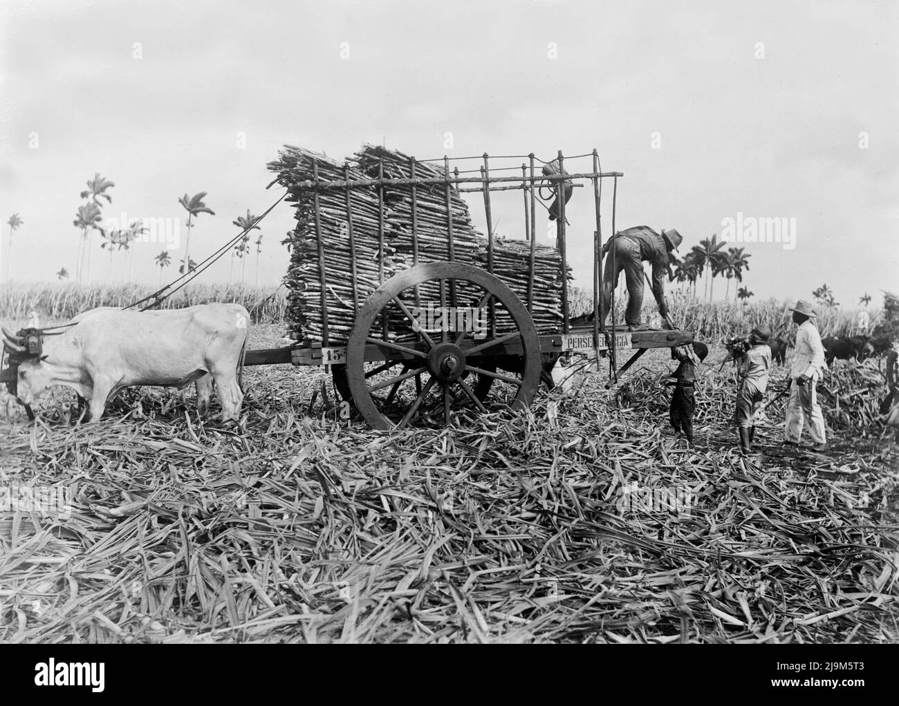 Photo du début du 20th siècle, vers 1908, d'hommes et de garçons cubains travaillant dans des champs de canne à sucre chargeant de la canne coupée sur un chariot tiré par des taureaux Banque D'Images