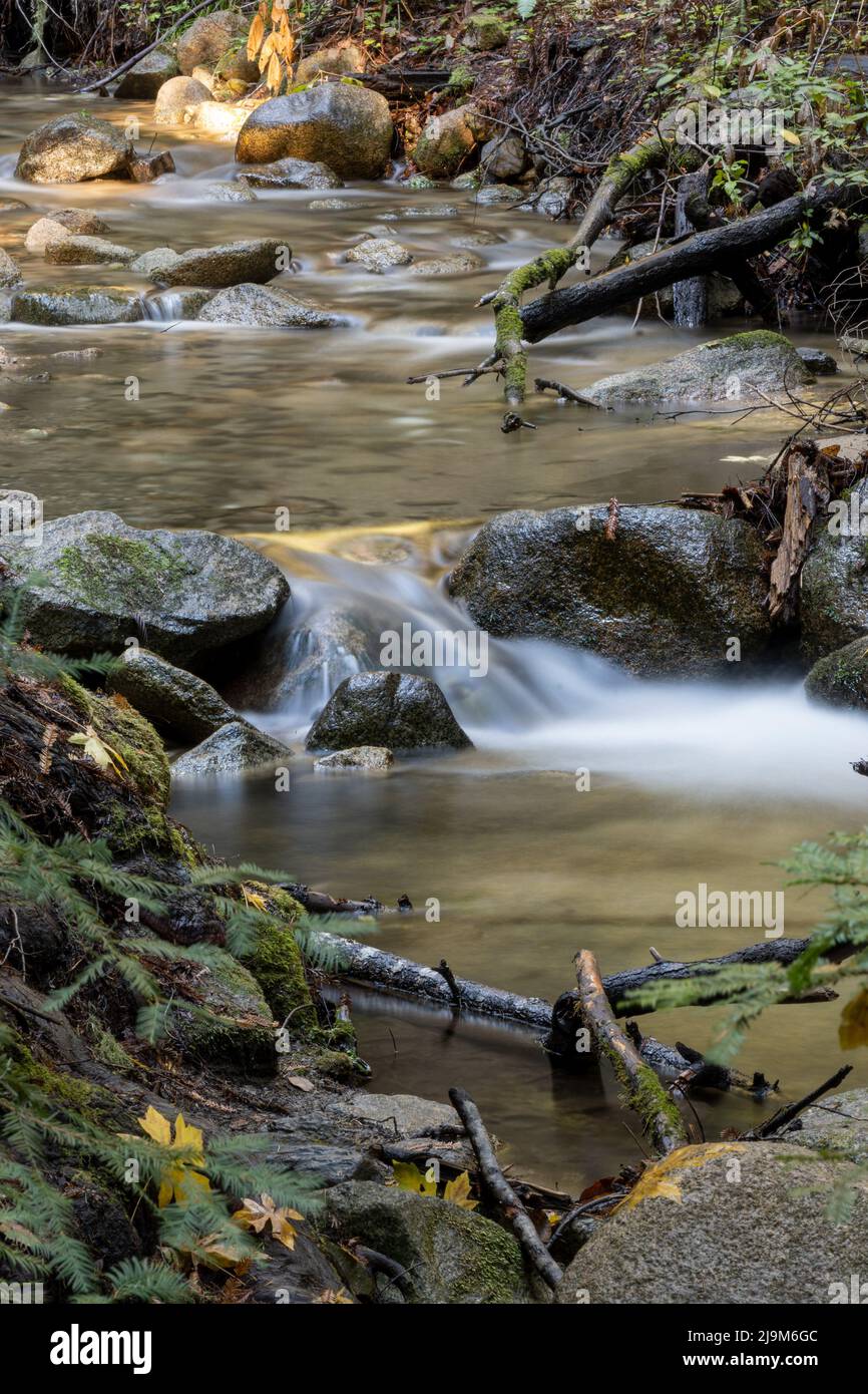 Longue exposition de l'eau qui coule le long d'une crique au parc régional Henry Cowell Redwoods, Californie, États-Unis, en automne, avec quelques grosses feuilles d'érable Banque D'Images
