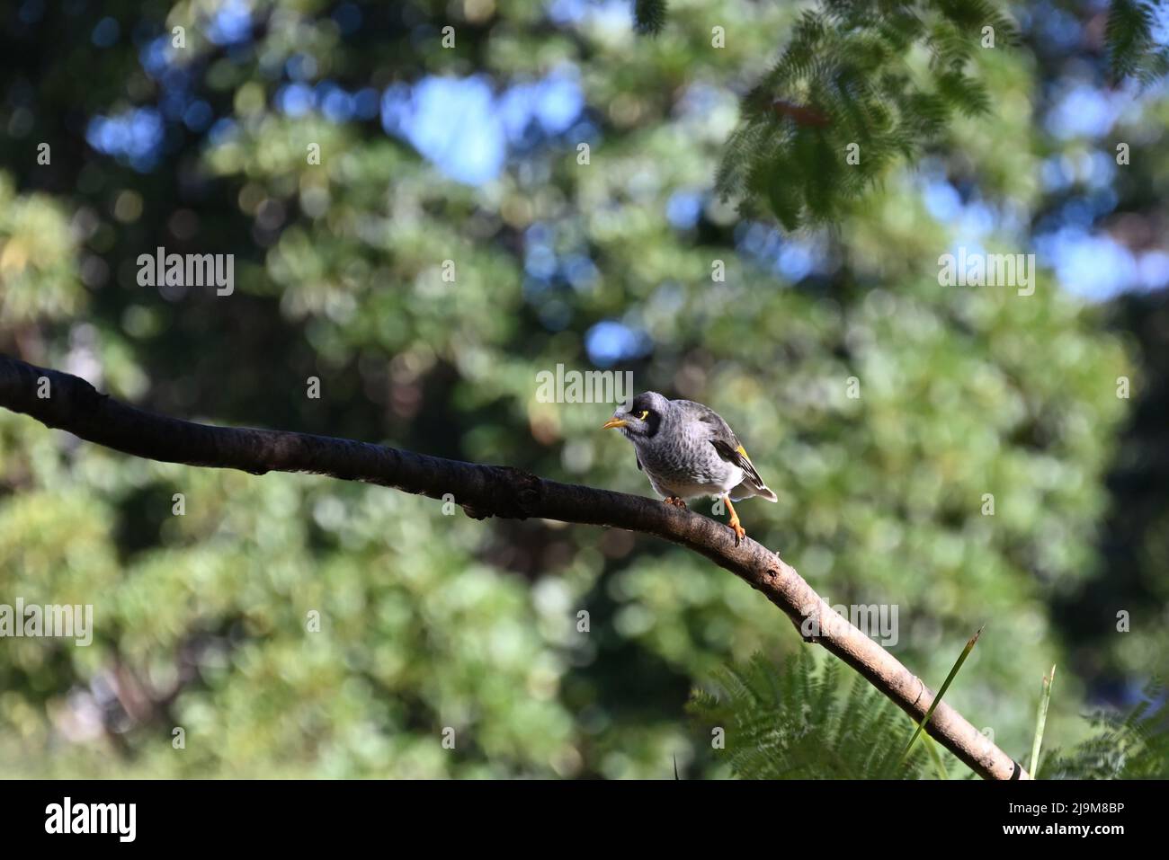 Oiseau mineur bruyant, Manorina melanocephala, perché sur une branche nue, partiellement à l'ombre, avec une végétation ensoleillée en arrière-plan Banque D'Images