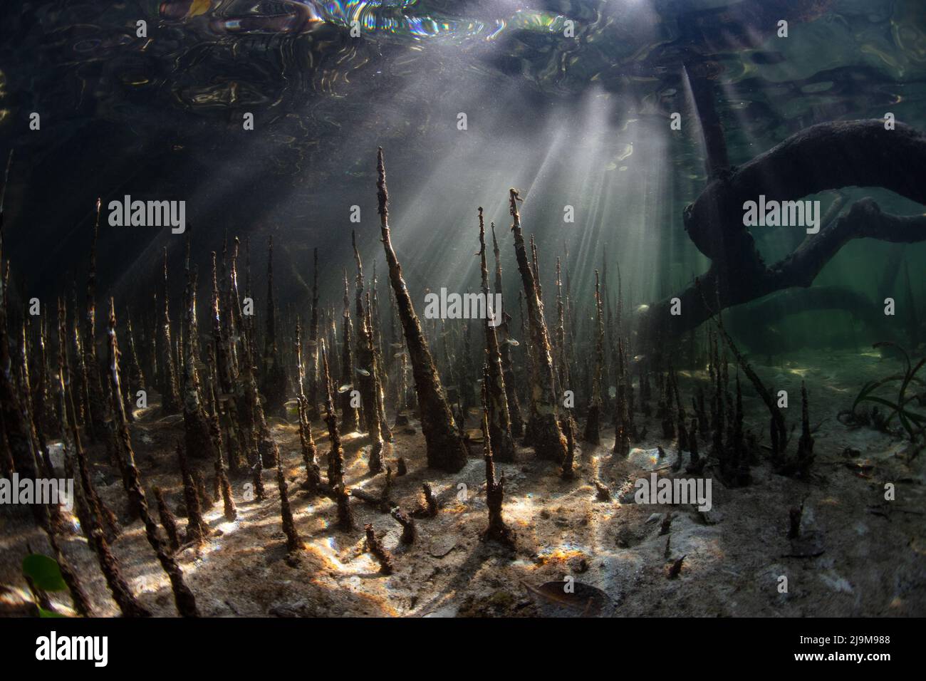 Des racines de mangrove spécialisées poussent le long de la côte peu profonde d'une île indonésienne éloignée. Ces forêts de mangroves offrent un habitat à de nombreuses espèces marines. Banque D'Images