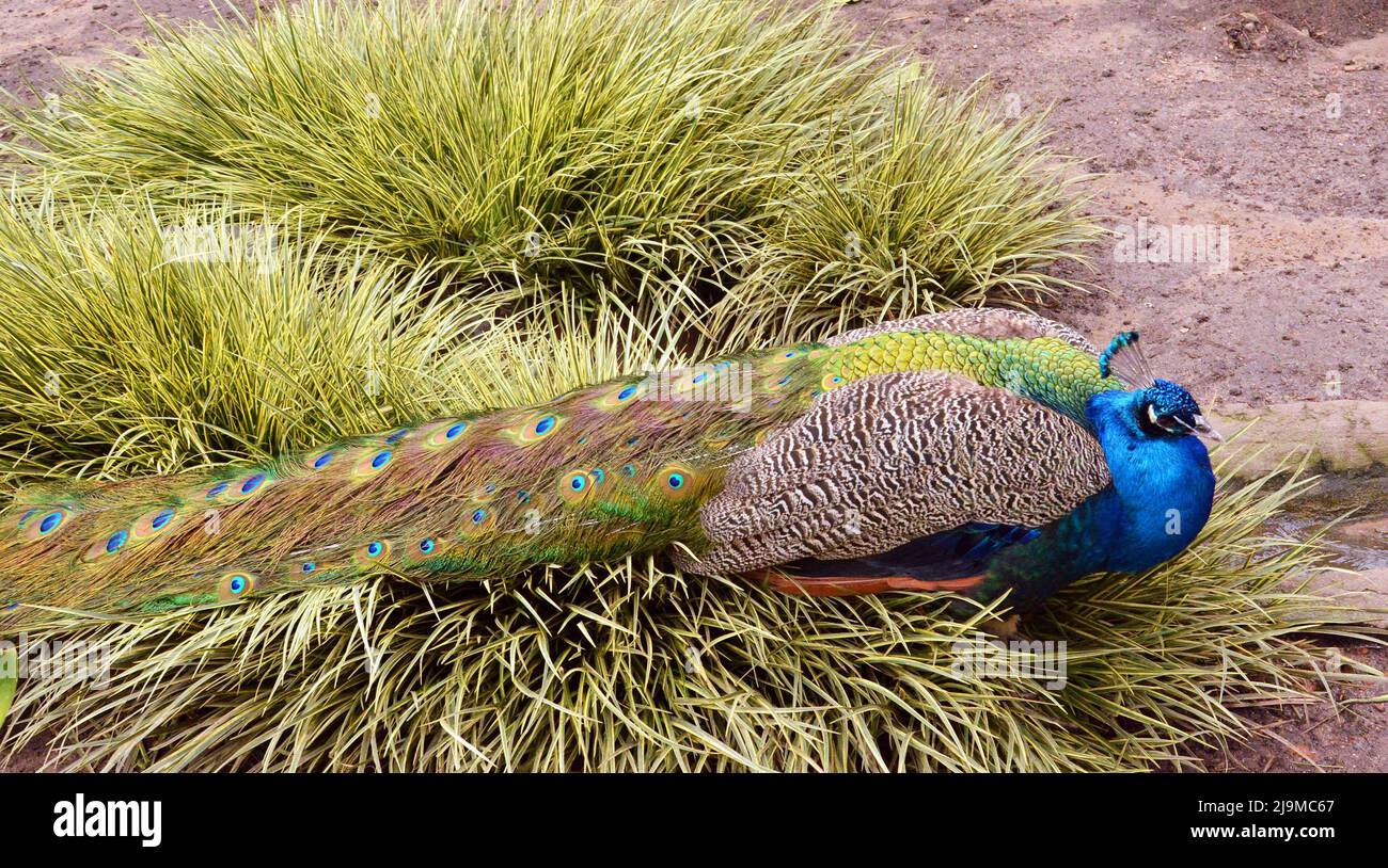 Gros plan d'un magnifique paon bleu coloré montrant ses belles plumes . Banque D'Images