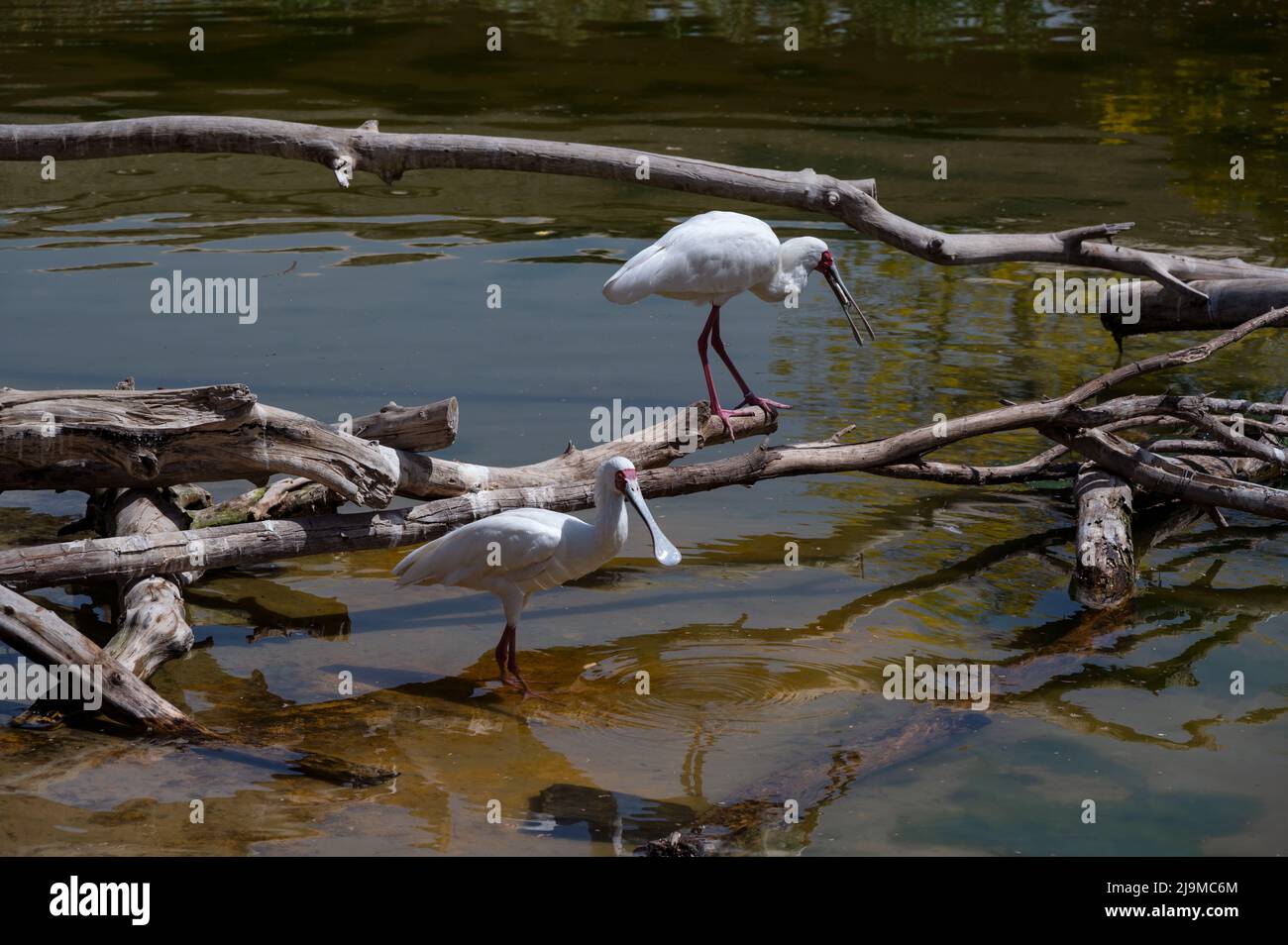 Des spatules eurasiennes se nourrissant de poissons dans le jardin zoologique du parc safari de Dubaï. Le bec-de-la-mouche eurasien ou le bec-de-la-mouche commun est un oiseau de passage à gué Banque D'Images