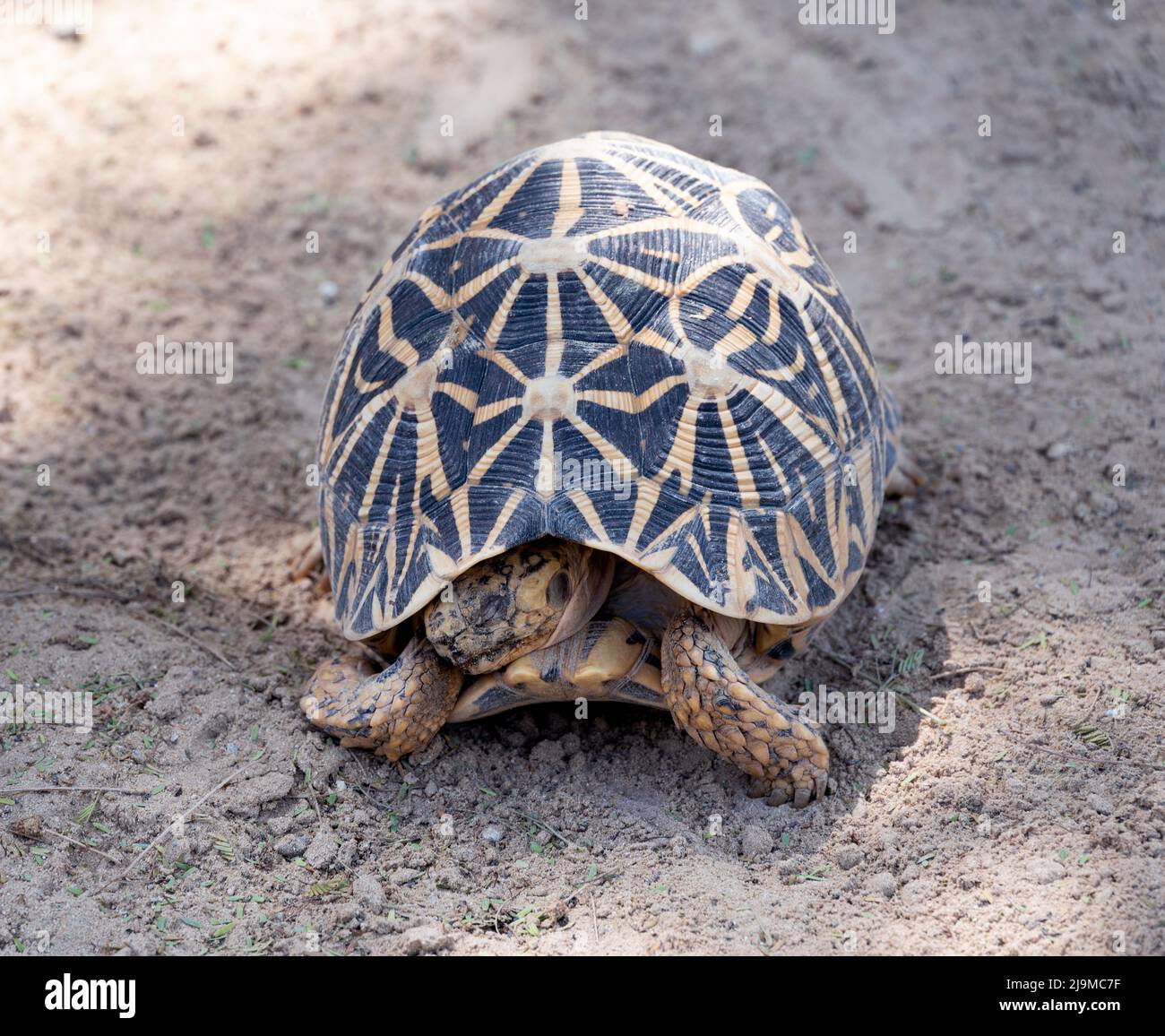Une tortue magnifique et rare capturée dans le jardin zoologique du Dubai Safari Park, qui abrite la plus grande variété d'animaux de Dubaï, aux Émirats arabes Unis. Banque D'Images