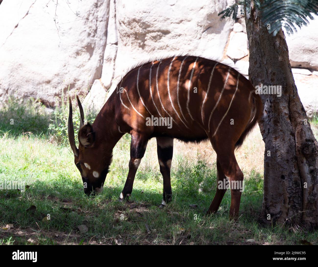 Magnifique et rare Bongo africain capturé dans le jardin zoologique du Safari Park de Dubaï, qui abrite la plus grande variété d'animaux de Dubaï, aux Émirats arabes Unis. Banque D'Images