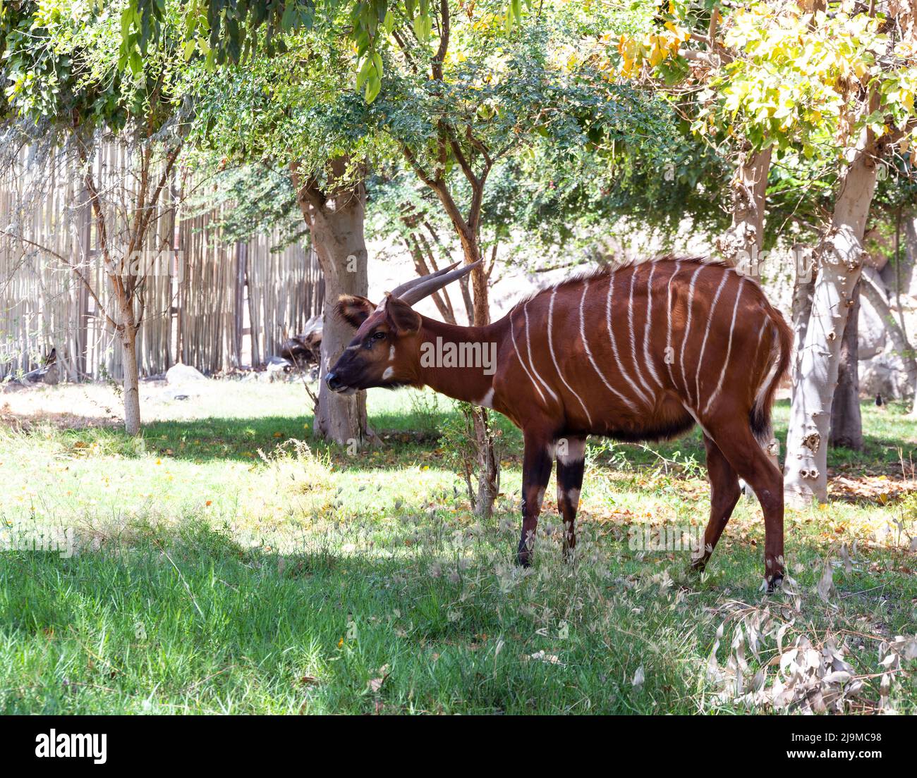 Magnifique et rare Bongo africain capturé dans le jardin zoologique du Safari Park de Dubaï, qui abrite la plus grande variété d'animaux de Dubaï, aux Émirats arabes Unis. Banque D'Images