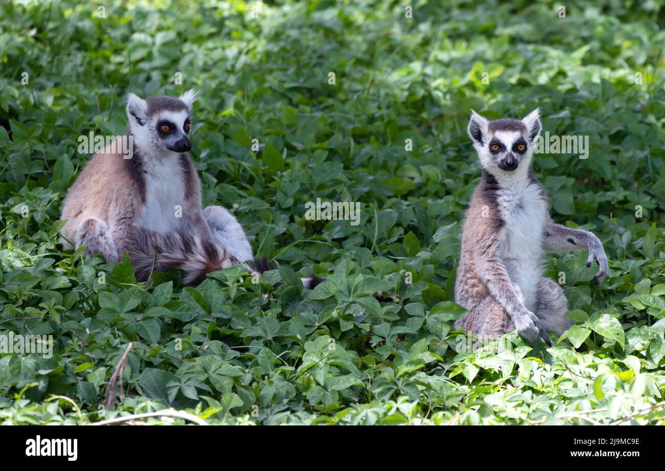 Magnifique et rare Lemur à queue annulaire capturé dans le jardin zoologique du Safari Park de Dubaï, qui abrite la plus grande variété d'animaux de Dubaï, aux Émirats arabes Unis. Banque D'Images