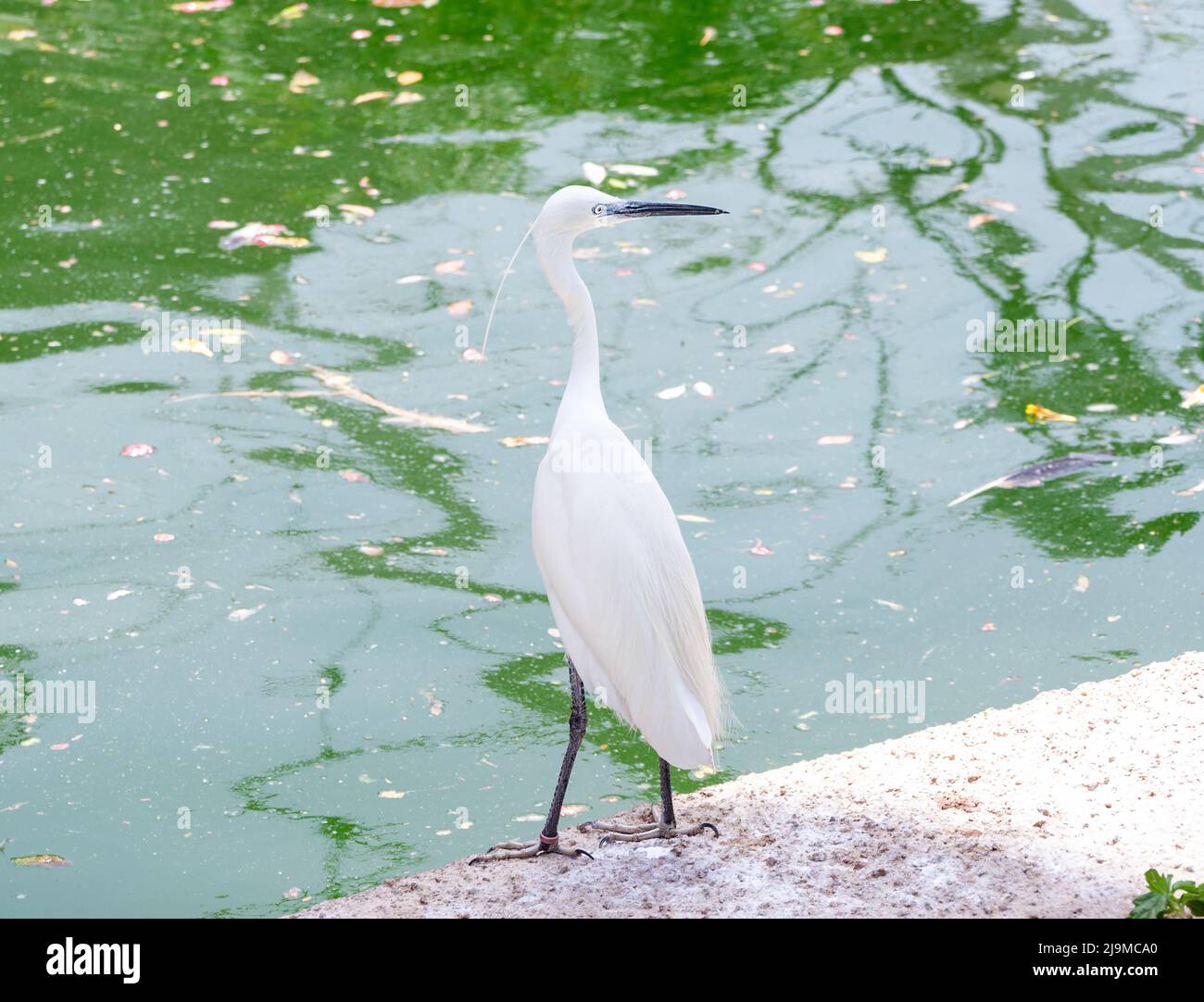 Des spatules eurasiennes se nourrissant de poissons dans le jardin zoologique du parc safari de Dubaï. Le bec-de-la-mouche eurasien ou le bec-de-la-mouche commun est un oiseau de passage à gué Banque D'Images