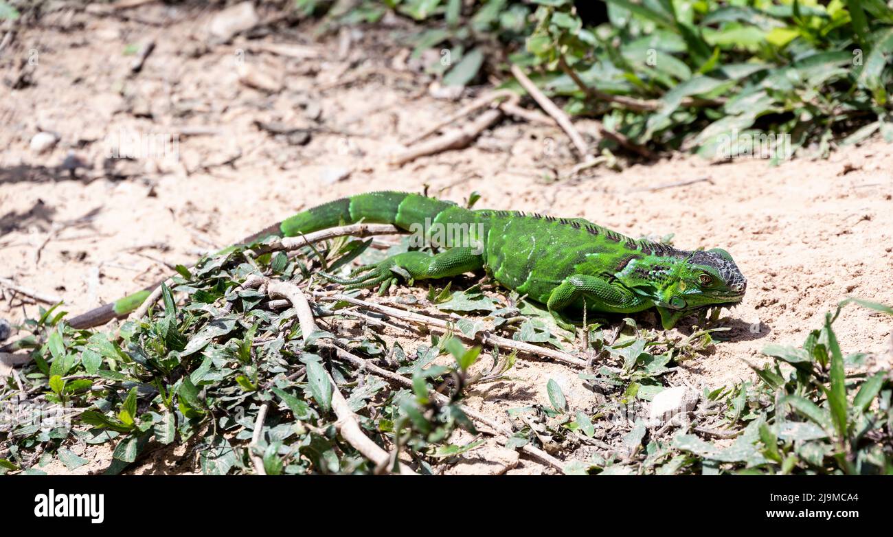Les rares Iguanes verts capturés dans le jardin zoologique du Dubai Safari Park, qui abrite la plus grande variété d'animaux de Dubaï, aux Émirats arabes Unis. Banque D'Images