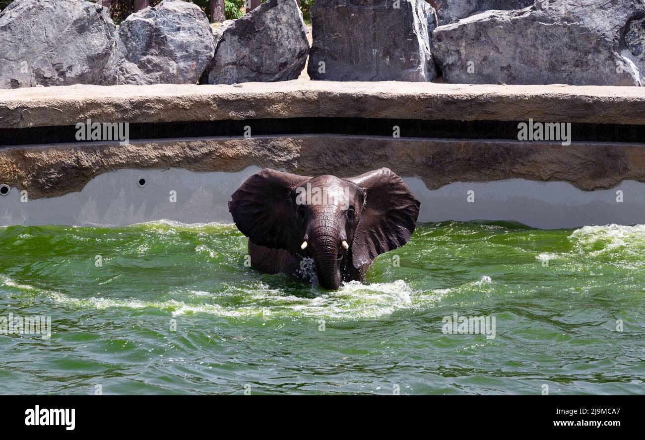 Les petits éléphants africains nageant dans l'eau, capturés au jardin zoologique du Dubai Safari Park, qui abrite la plus grande variété d'animaux de Dubaï, aux Émirats Arabes Unis. Banque D'Images