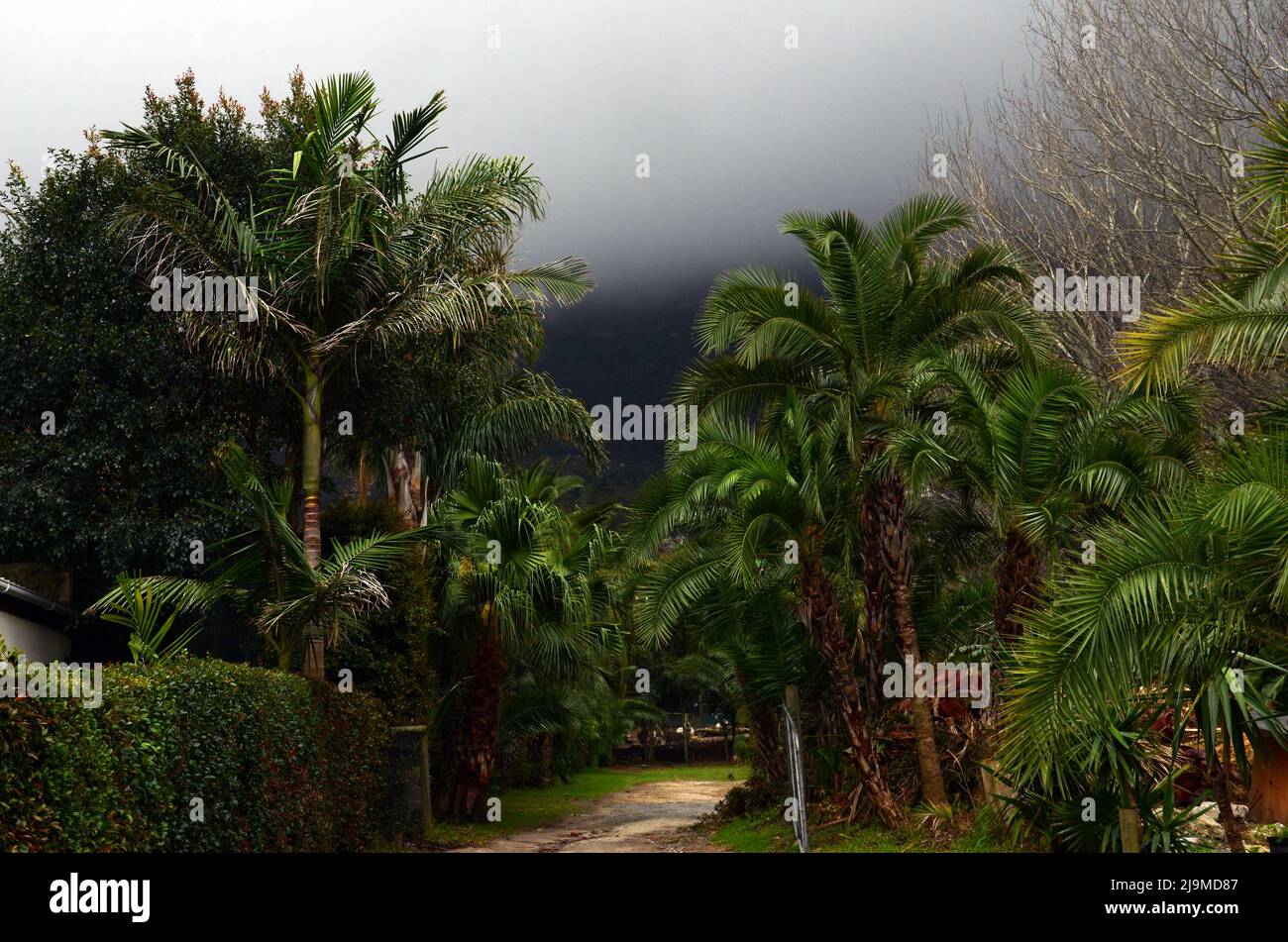 UNE VUE MAGNIFIQUE SUR LE PAYSAGE D'UN CIEL NUAGEUX ET SOMBRE AVEC DES PALMIERS VERTS LUXURIANTS, À CAPETOWN EN AFRIQUE DU SUD Banque D'Images UNE VUE MAGNIFIQUE SUR LE PAYSAGE D'UN CIEL NUAGEUX ET SOMBRE AVEC DES PALMIERS VERTS LUXURIANTS, À CAPETOWN EN AFRIQUE DU SUD Banque D'Images