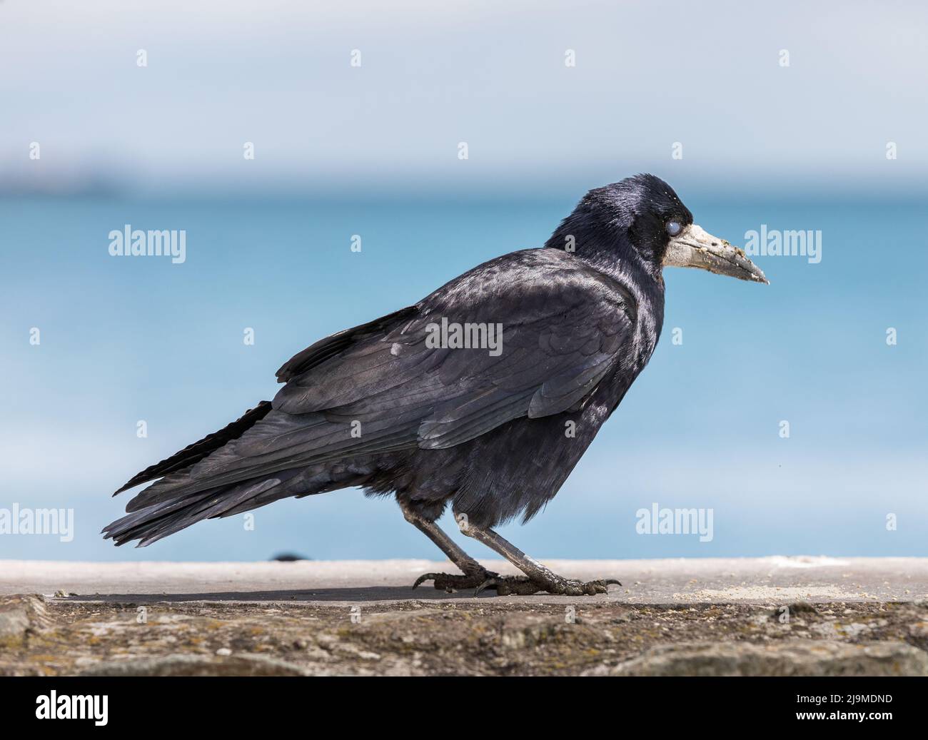 Fountainstown, Cork, Irlande. 24th mai 2022. Un Corbeau commun gardant un point de vue pour les aliments rejetés d'un mur à Fountainstown, Co. Cork, Irlande. - Crédit; David Creedon / Alamy Live News Banque D'Images