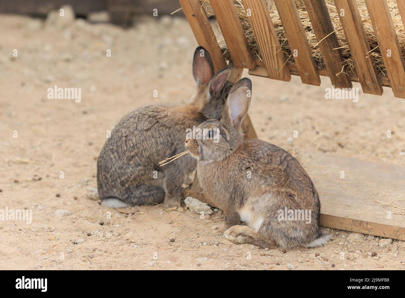 Lapin sur le sable dans un enclos, un jour d'été Banque D'Images