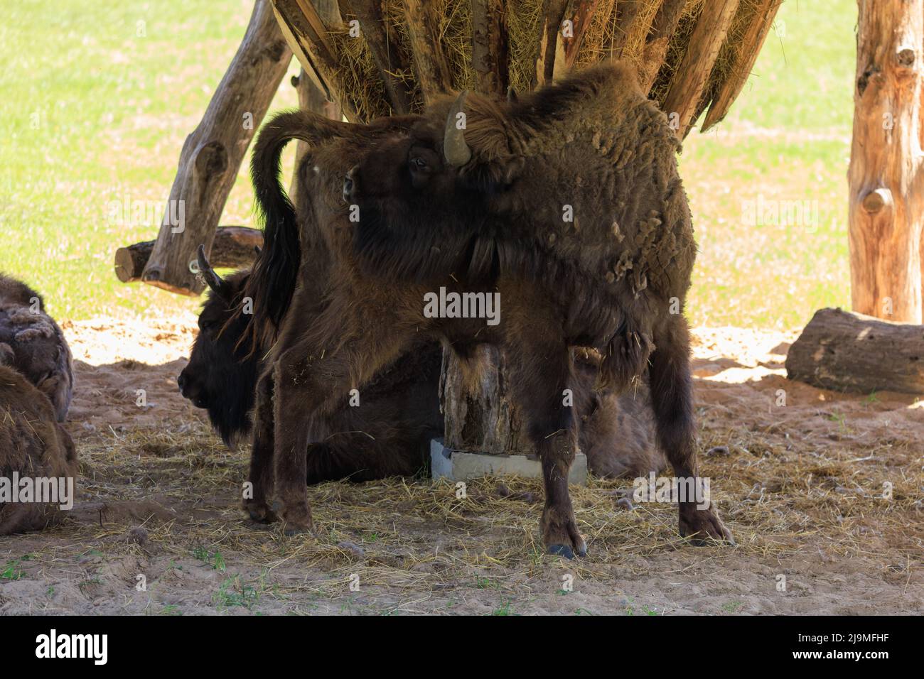 Bull Bison avec des cornes le jour d'été Banque D'Images