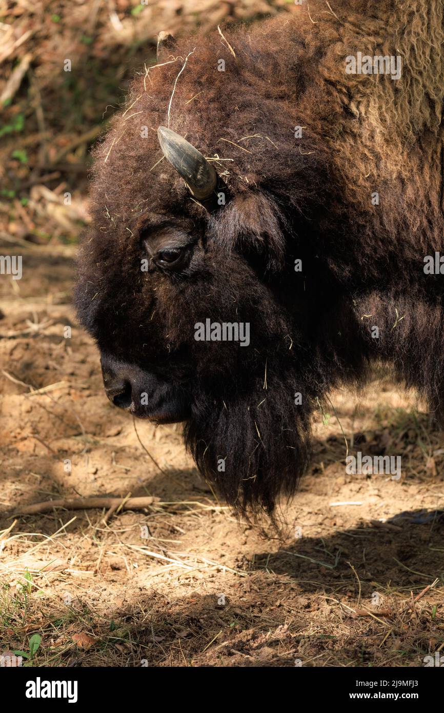 Bull Bison avec des cornes le jour d'été Banque D'Images