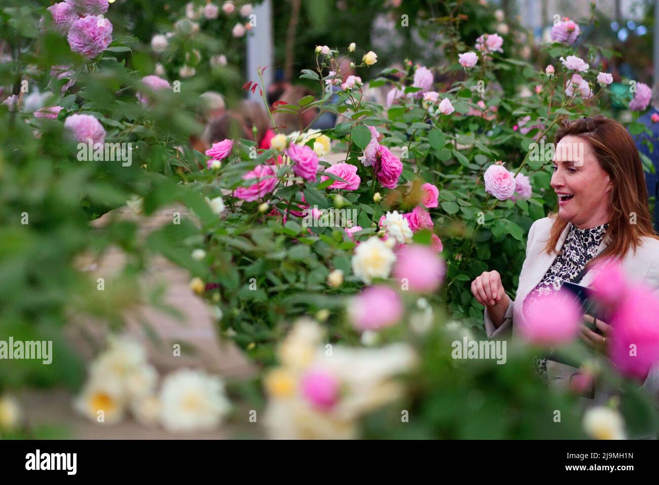 Un visiteur regarde les fleurs du jardin David Austin Roses au RHS Chelsea Flower Show du Royal Hospital Chelsea, Londres. Date de la photo: Mardi 24 mai 2022. Banque D'Images