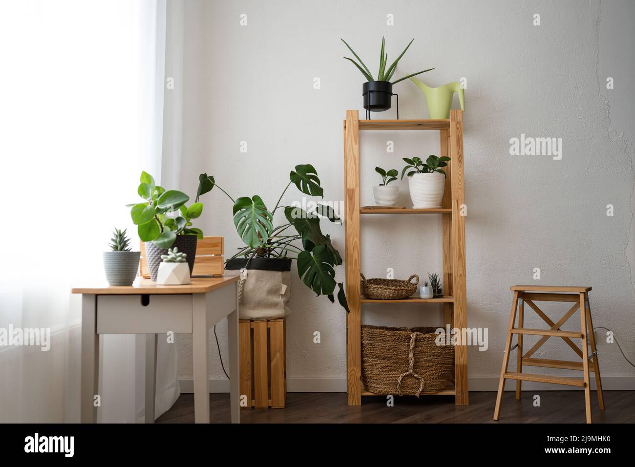 Plantes fraîches en pot Monstera deliciosa et Peperomia obtusifolia avec divers succulents disposés sur une étagère en bois et une table dans un appartement moderne lumineux Banque D'Images