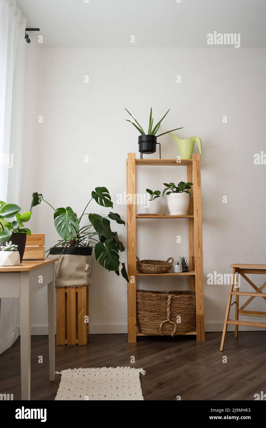 Plantes fraîches en pot Monstera deliciosa et Peperomia obtusifolia avec divers succulents disposés sur une étagère en bois et une table dans un appartement moderne lumineux Banque D'Images