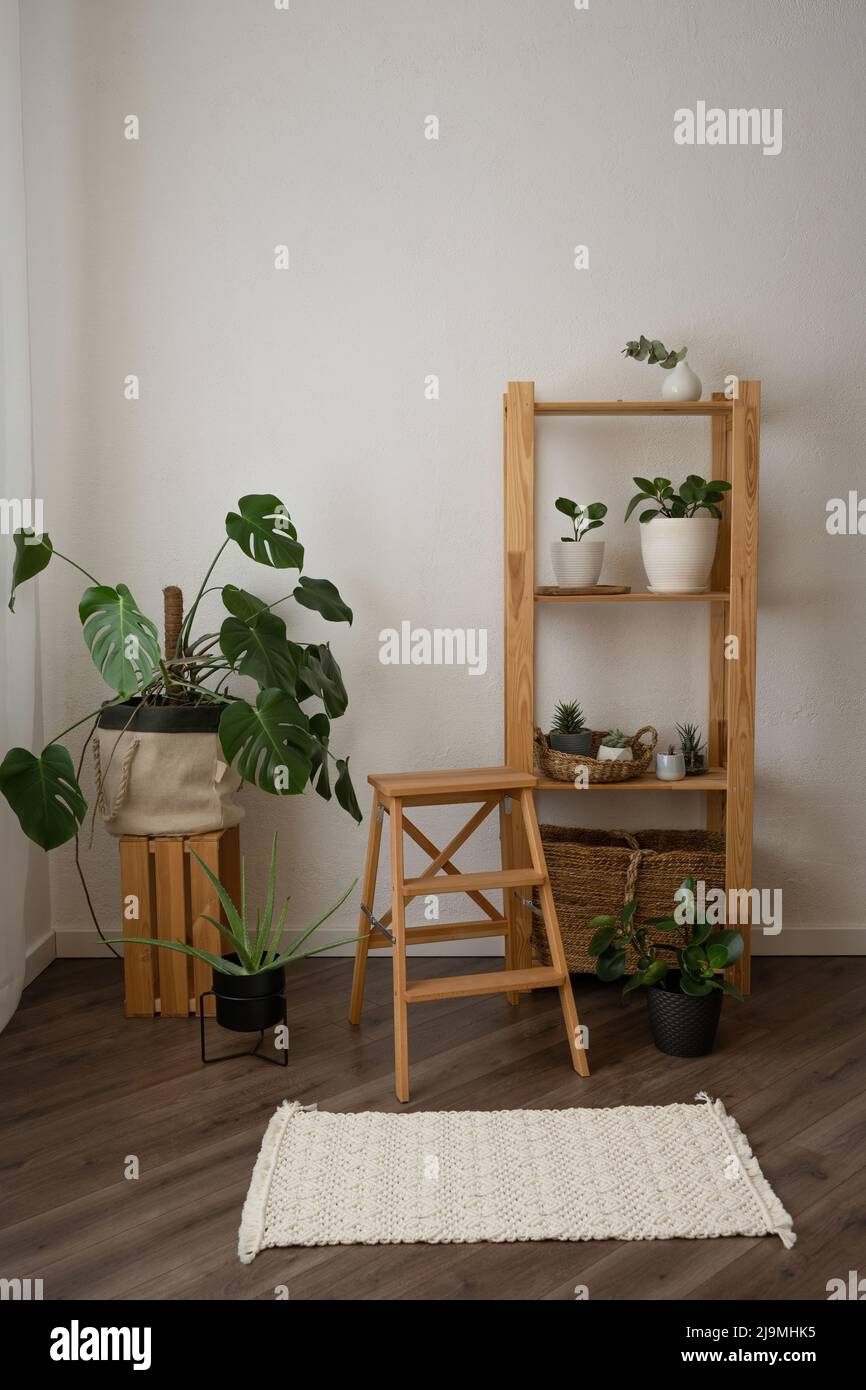 Plantes fraîches en pot Monstera deliciosa et Peperomia obtusifolia avec divers succulents disposés sur une étagère en bois et une table dans un appartement moderne lumineux Banque D'Images