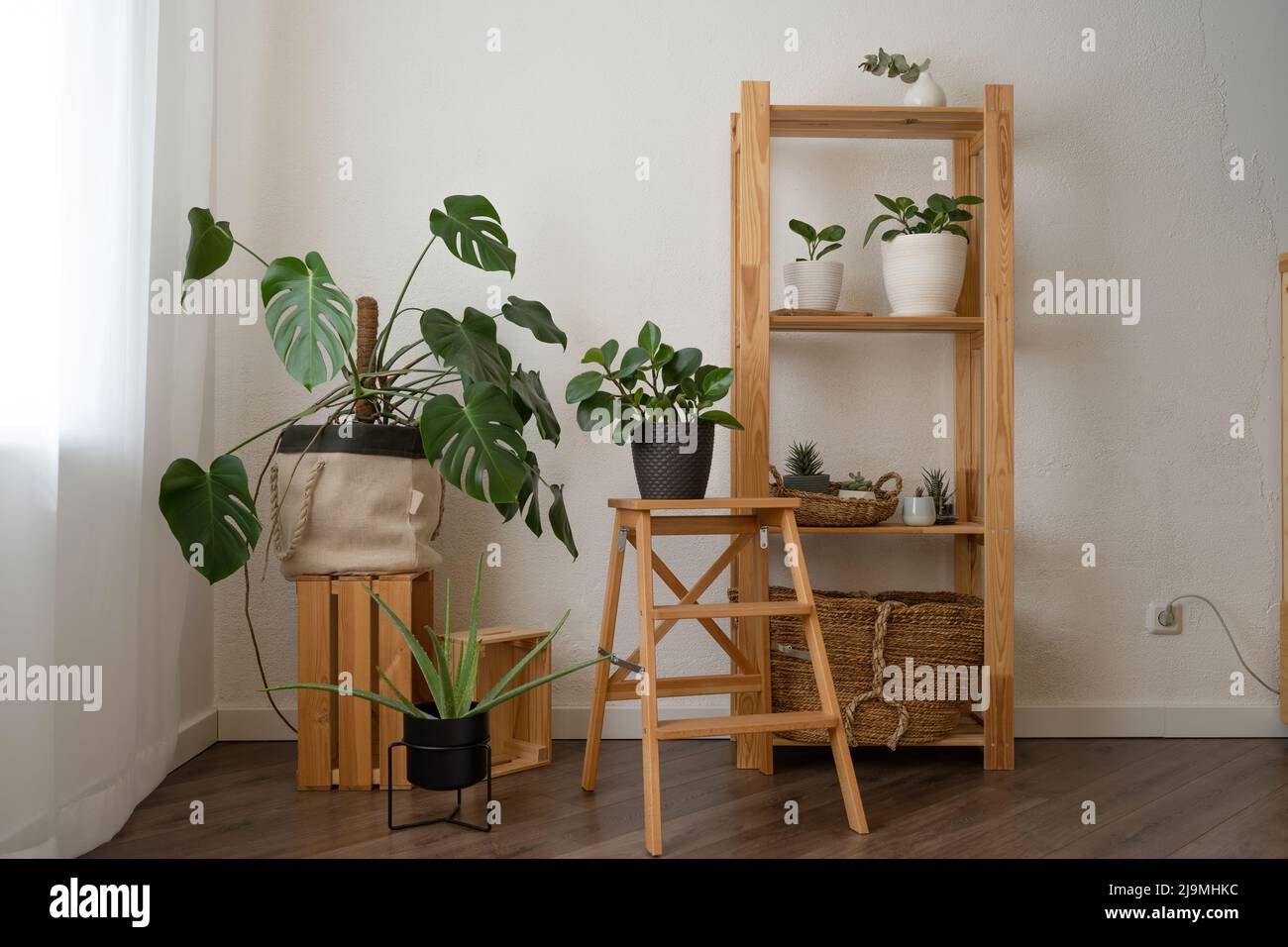 Plantes fraîches en pot Monstera deliciosa et Peperomia obtusifolia avec divers succulents disposés sur une étagère en bois et une table dans un appartement moderne lumineux Banque D'Images