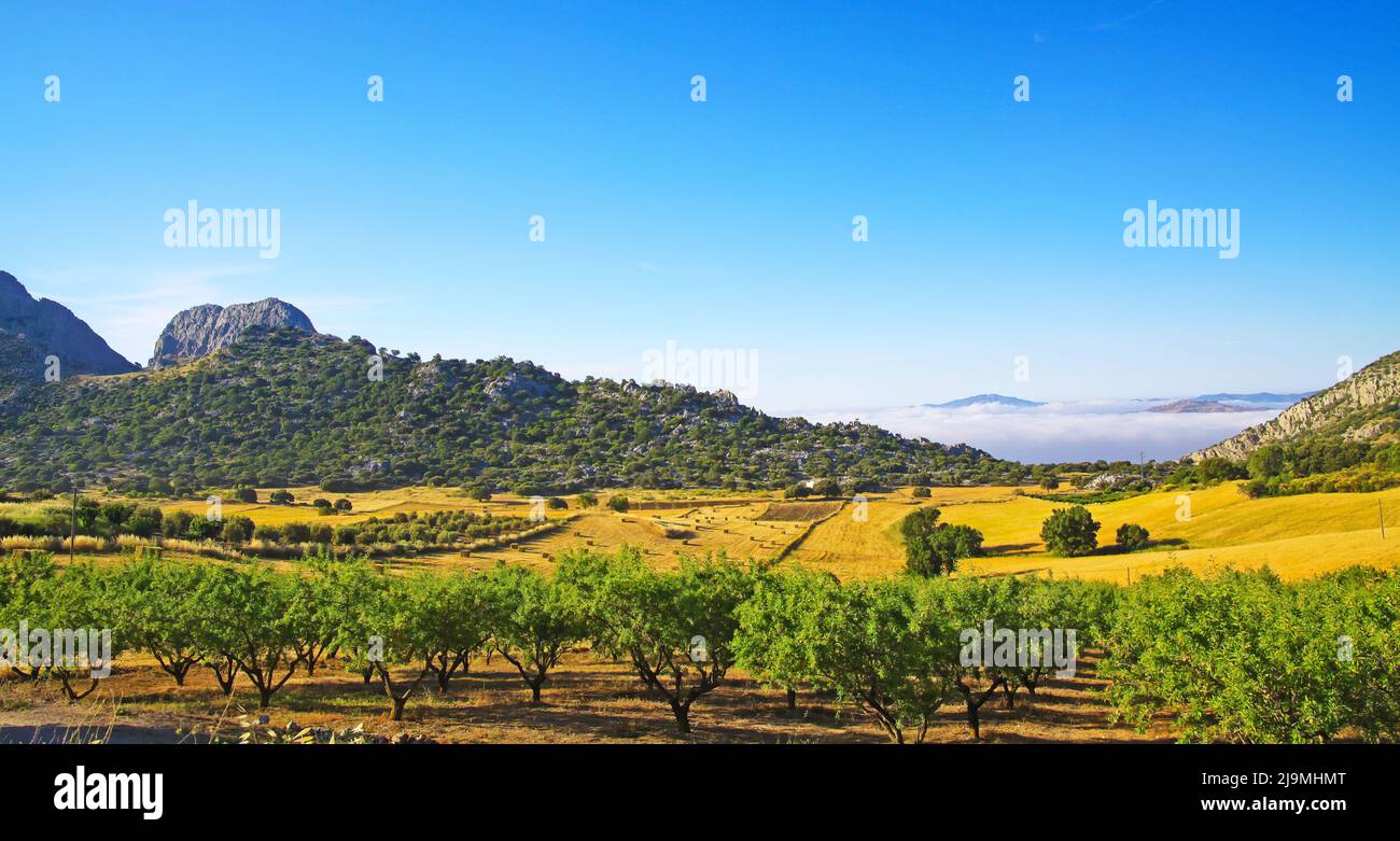 Belle campagne calme jaune vert paysage vallée, oliveraie, collines, mer de bas matin stratus nuages, champs agricoles, Axarquia, Montes de Ma Banque D'Images