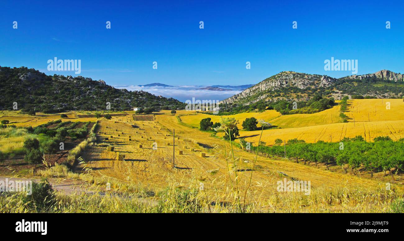 Belle campagne calme jaune vert paysage vallée, oliveraie, collines, mer de bas matin stratus nuages, champs agricoles, Axarquia, Montes de Ma Banque D'Images