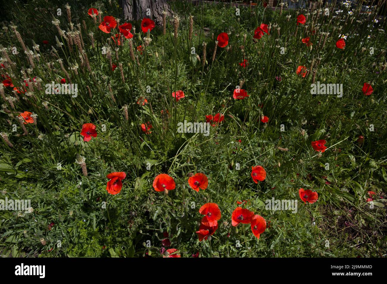 Wildflower Meadow pour polliniser les insectes Tower Bridge London Banque D'Images