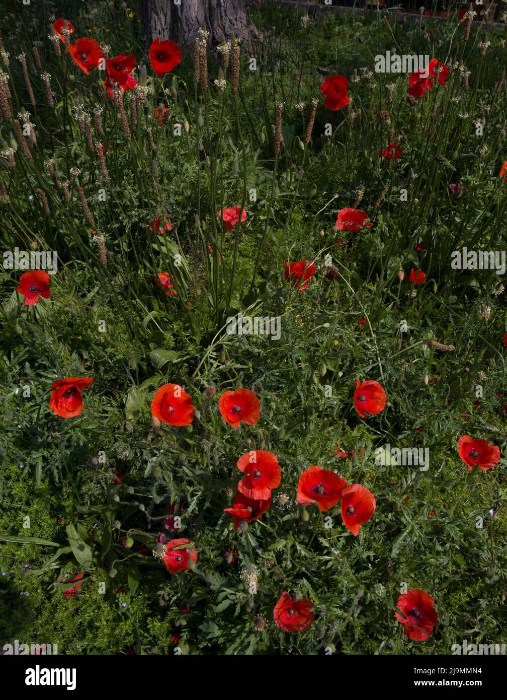 Wildflower Meadow pour polliniser les insectes Tower Bridge London Banque D'Images