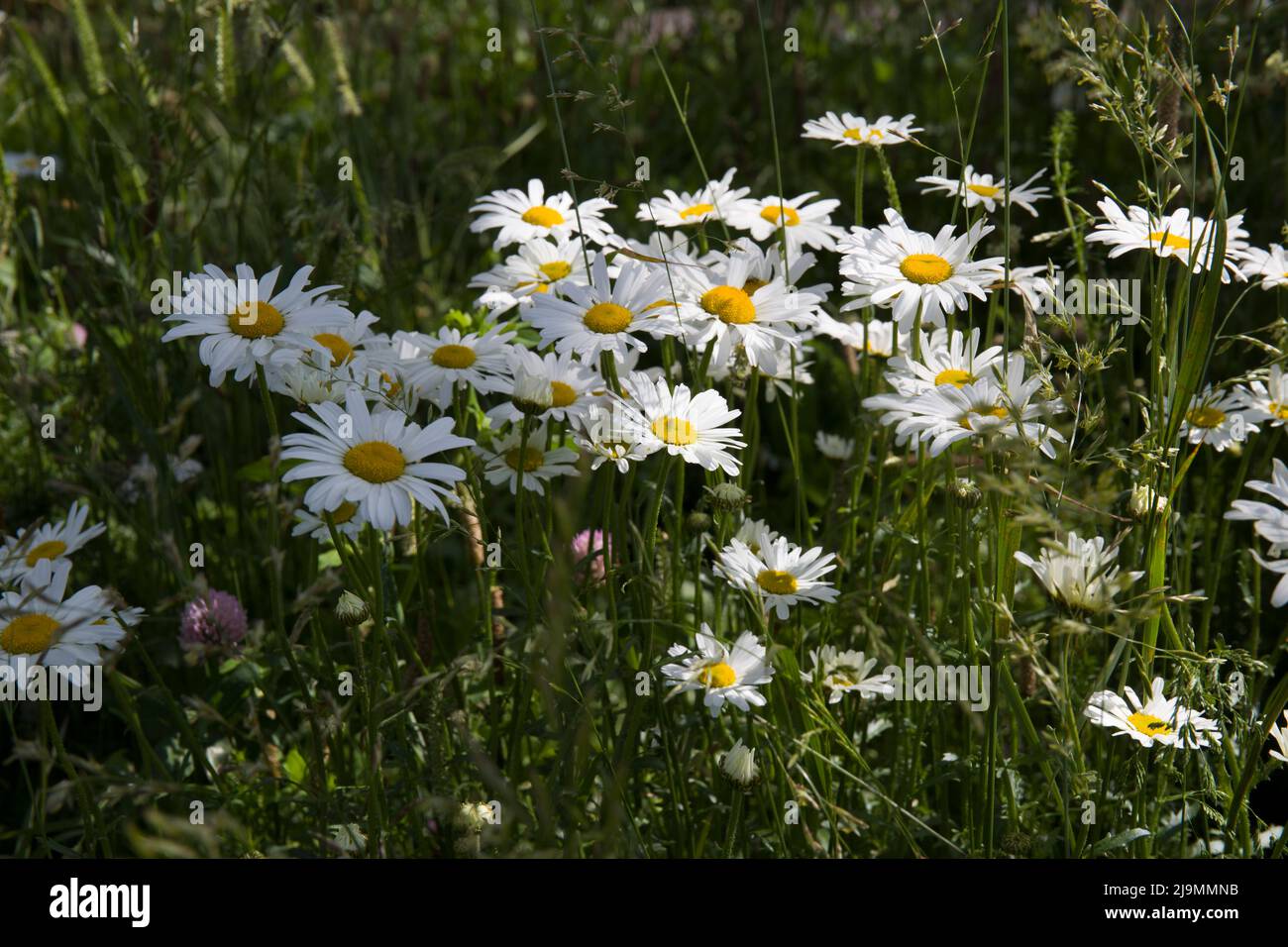 Wildflower Meadow pour polliniser les insectes Tower Bridge London Banque D'Images