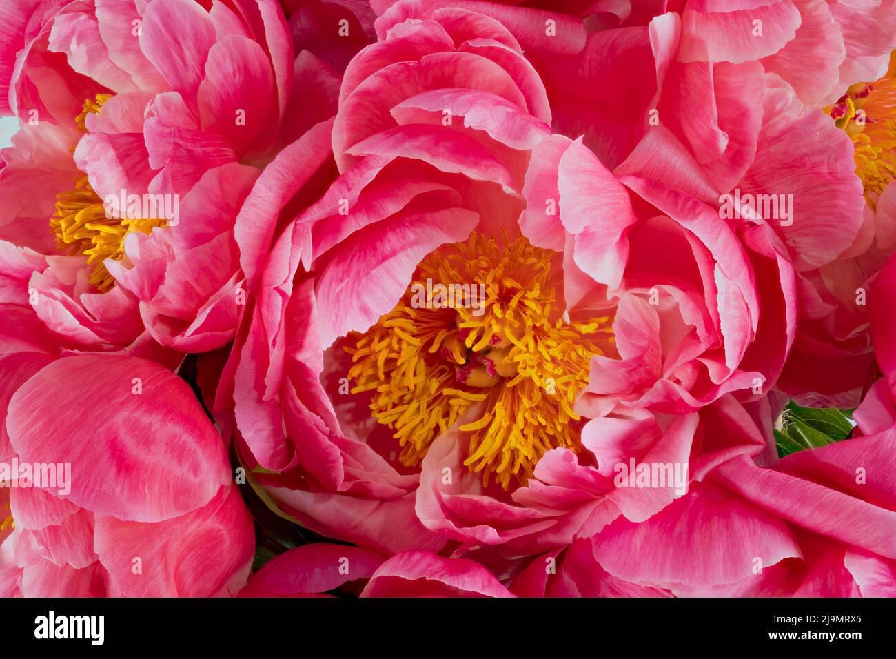 Gros plan sur le centre d'une belle fleur de pivoine rose, montrant les anthères et les étamines jaunes Banque D'Images