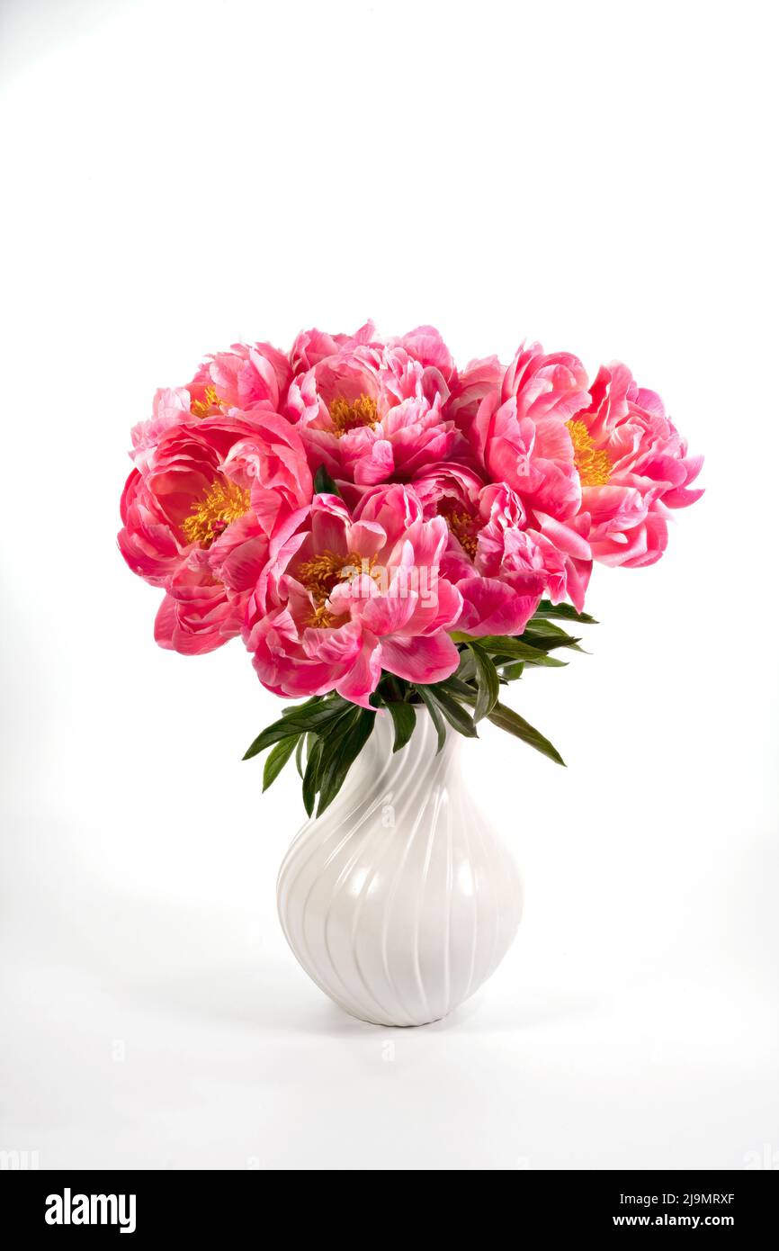 Un grand bouquet de magnifiques pivoines roses dans un vase blanc photographié sur un fond blanc Uni Banque D'Images