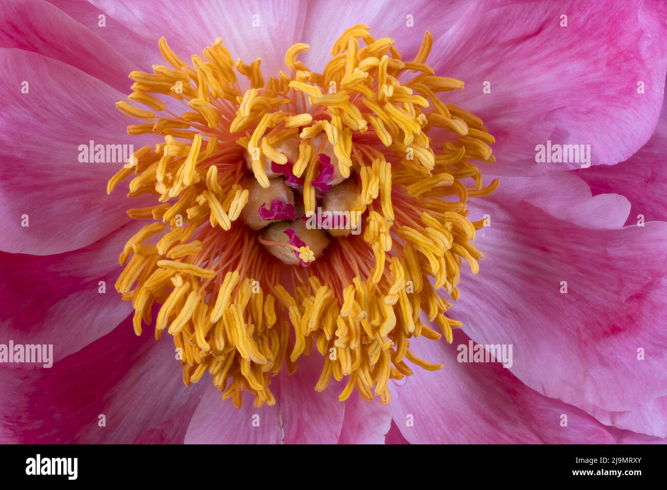Gros plan sur le centre d'une belle fleur de pivoine rose, montrant les anthères et les étamines jaunes Banque D'Images
