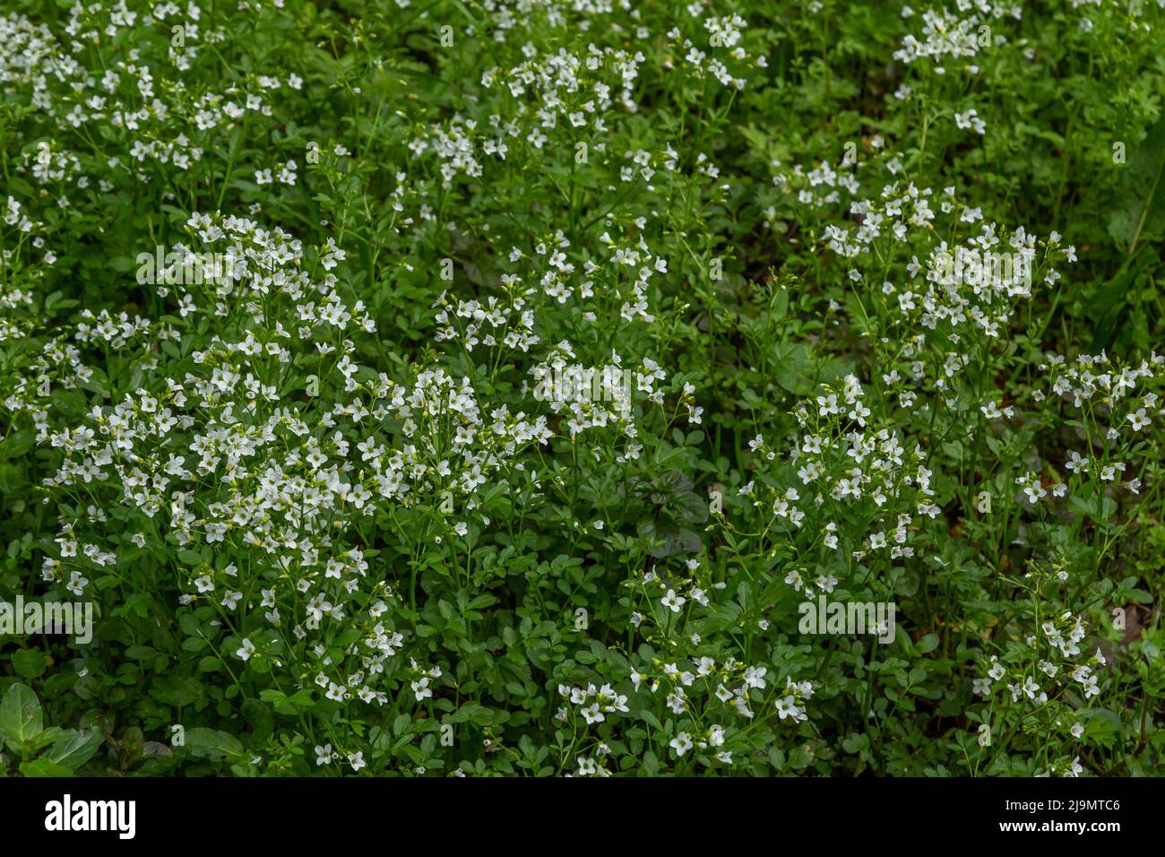Amara cardamine. Une plante de tourbière qui grandit dans le Yorkshire, en Angleterre. Banque D'Images