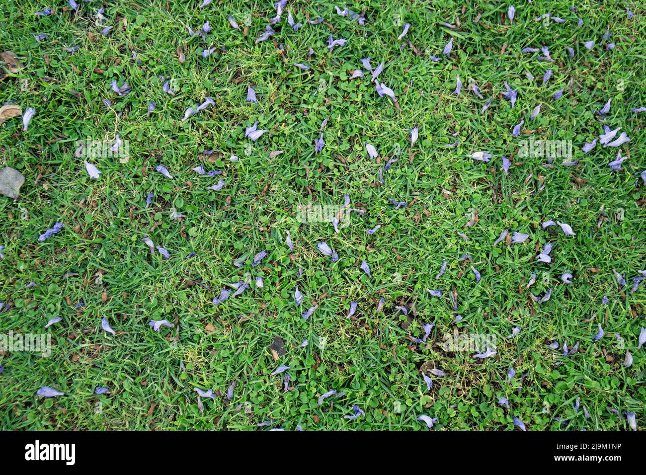 Jacaranda est tombée des fleurs sur fond d'herbe verte Banque D'Images