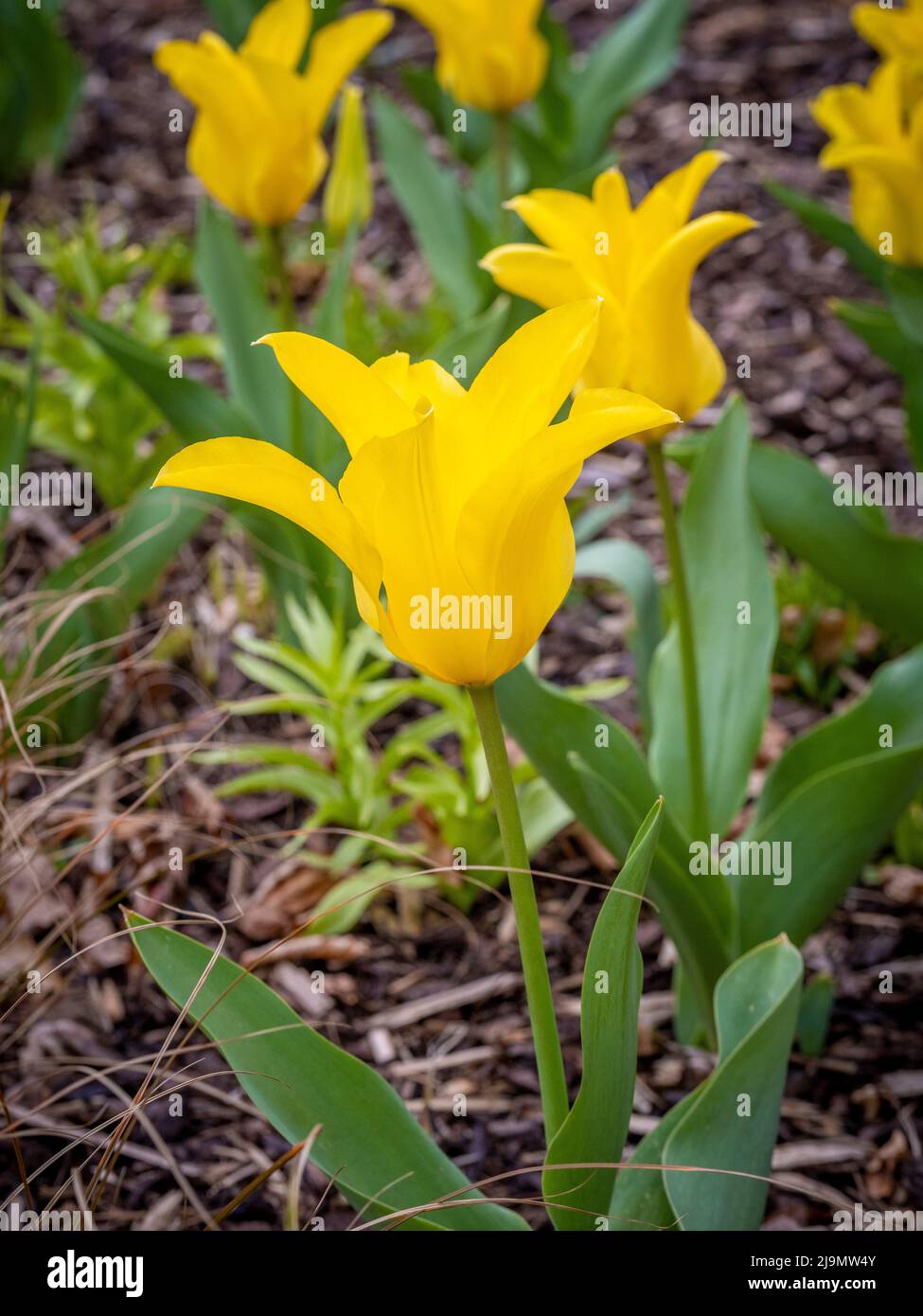 Tulipes à fleurs de nénuphars jaunes poussant dans un jardin britannique. Banque D'Images