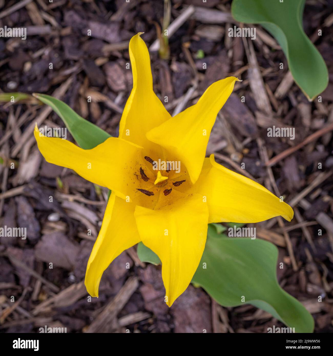 Plan plat vue sur la tulipe à fleurs de nénuphars qui pousse dans un jardin britannique. Banque D'Images
