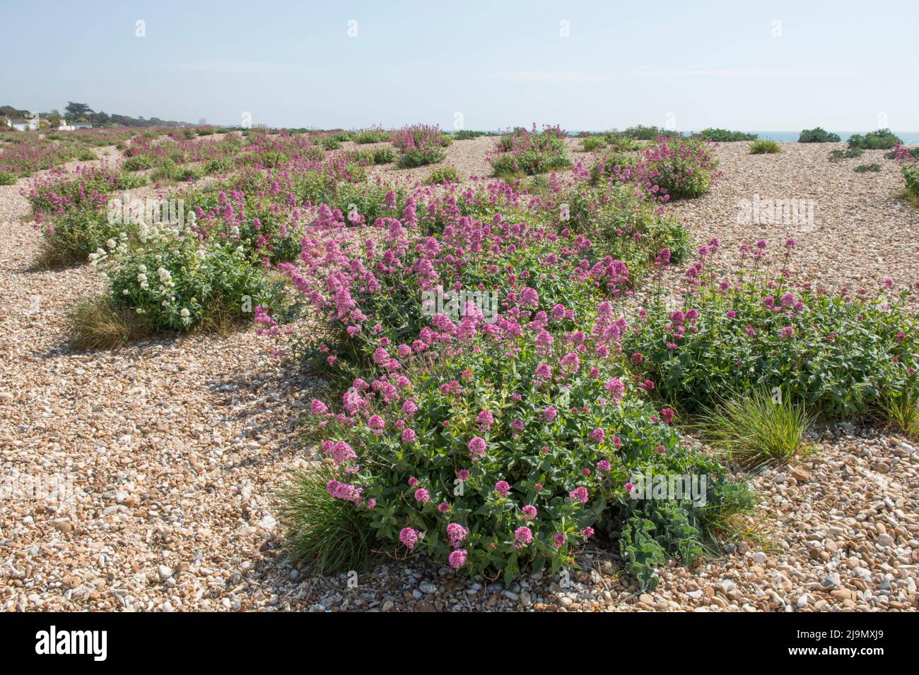 Centranthus ruber, valériane rouge, éperon valériane, valériane, fleurs croissant en touffes sur la plage, galets, estran à Pagham, Sussex, Royaume-Uni Banque D'Images