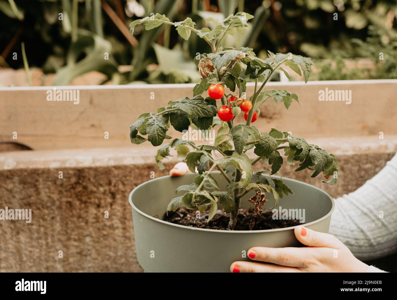 Personne tenant un pot avec une plante de tomate à l'extérieur dans le jardin. Tomates cerises rouges fraîches cultivées à la maison. Banque D'Images