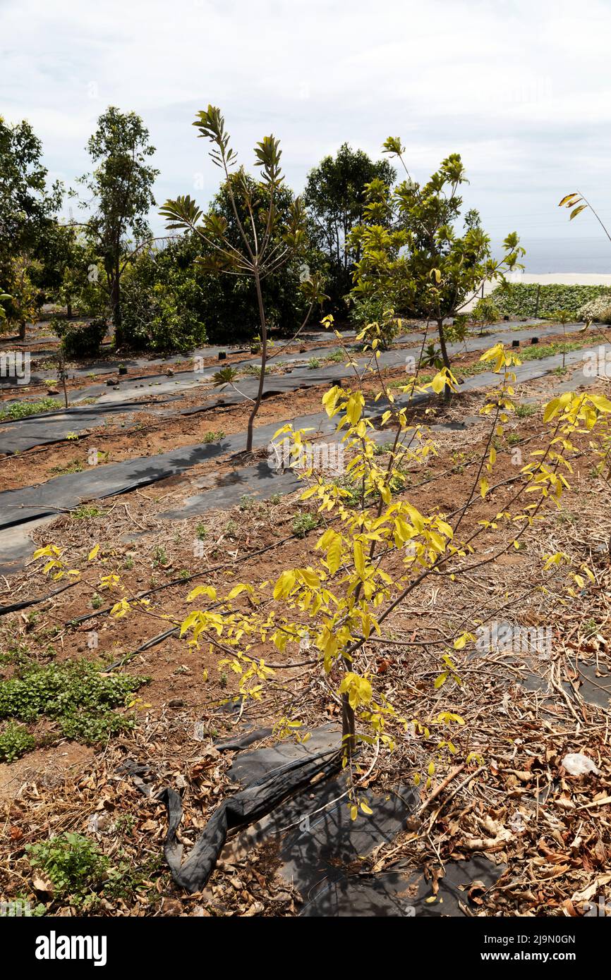 Buissons de fruits à la Finca Ecológica la Calabacera à Ténérife, Espagne. La finca utilise des techniques de production biologique. Banque D'Images