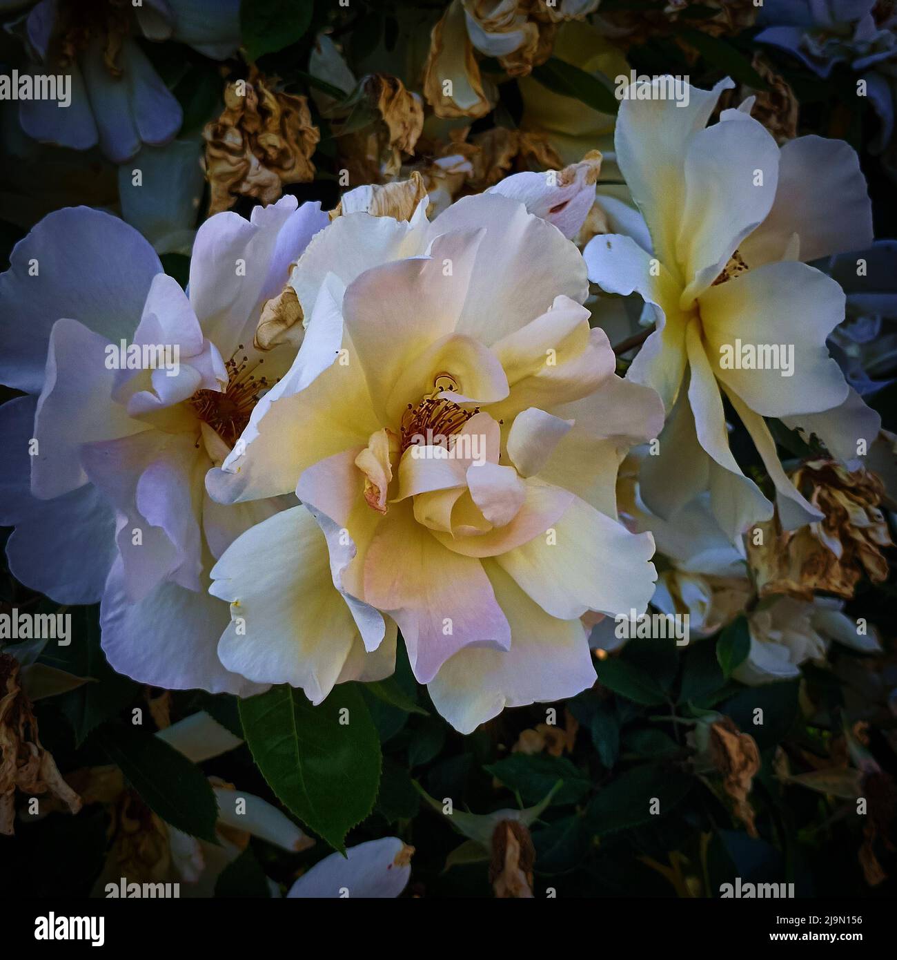 Image de roses de couleur jaune blanc, 3 grandes fleurs en fleur, une photo de buisson de roses en plein air Banque D'Images